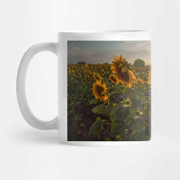 Sunflowers by algill